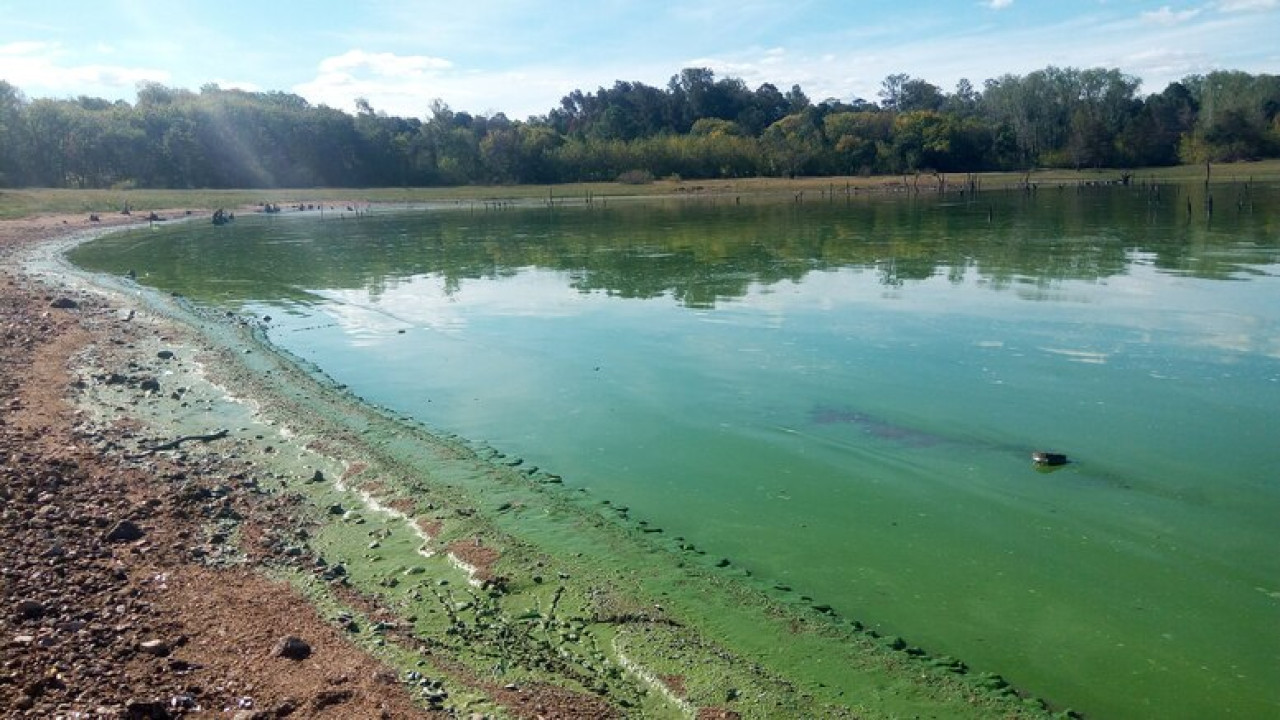 Cianobacterias. Foto: Redes Sociales