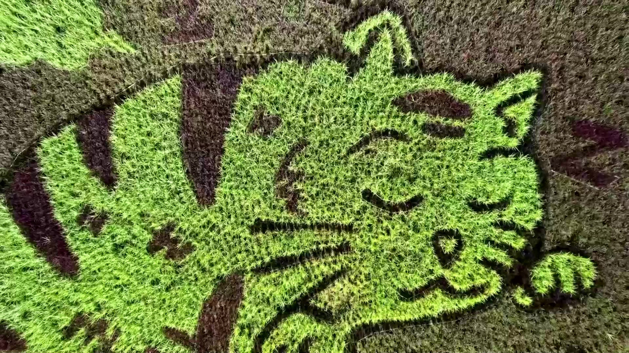 Figura de gatos creados en las plantaciones de arroz. Foto: Captura de video, Reuters.