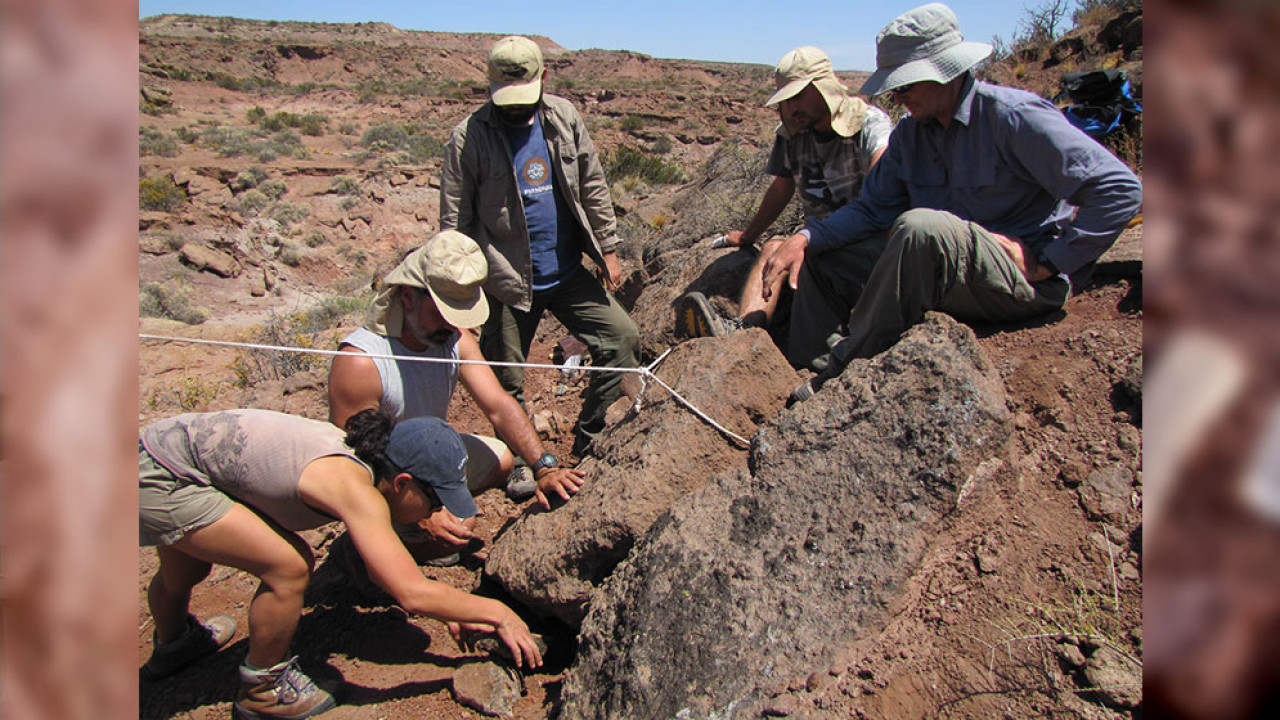 Nuevo hallazgo de especie de dinosaurio. Foto: Conicet