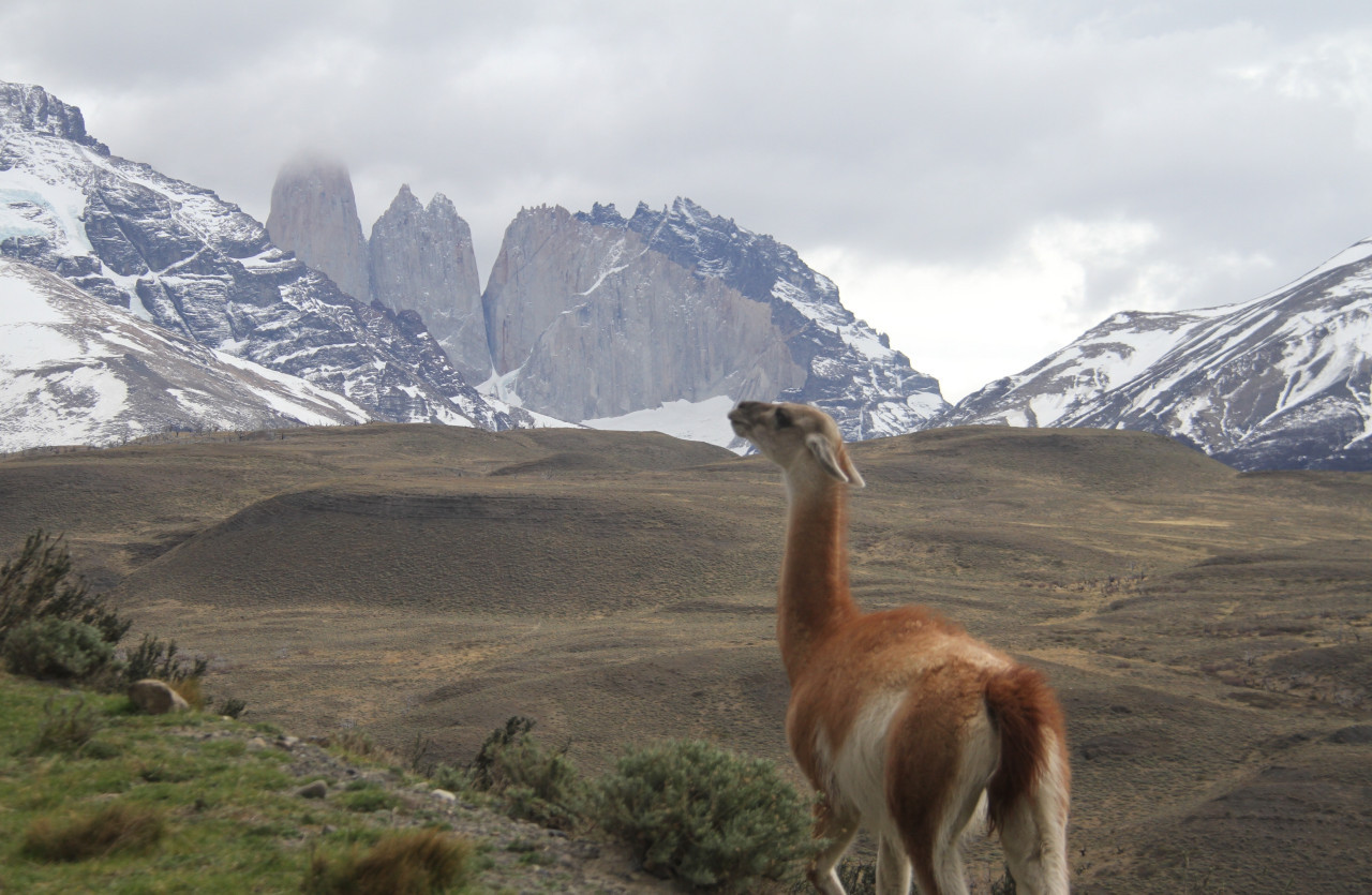 Guanaco. Foto Unsplash.