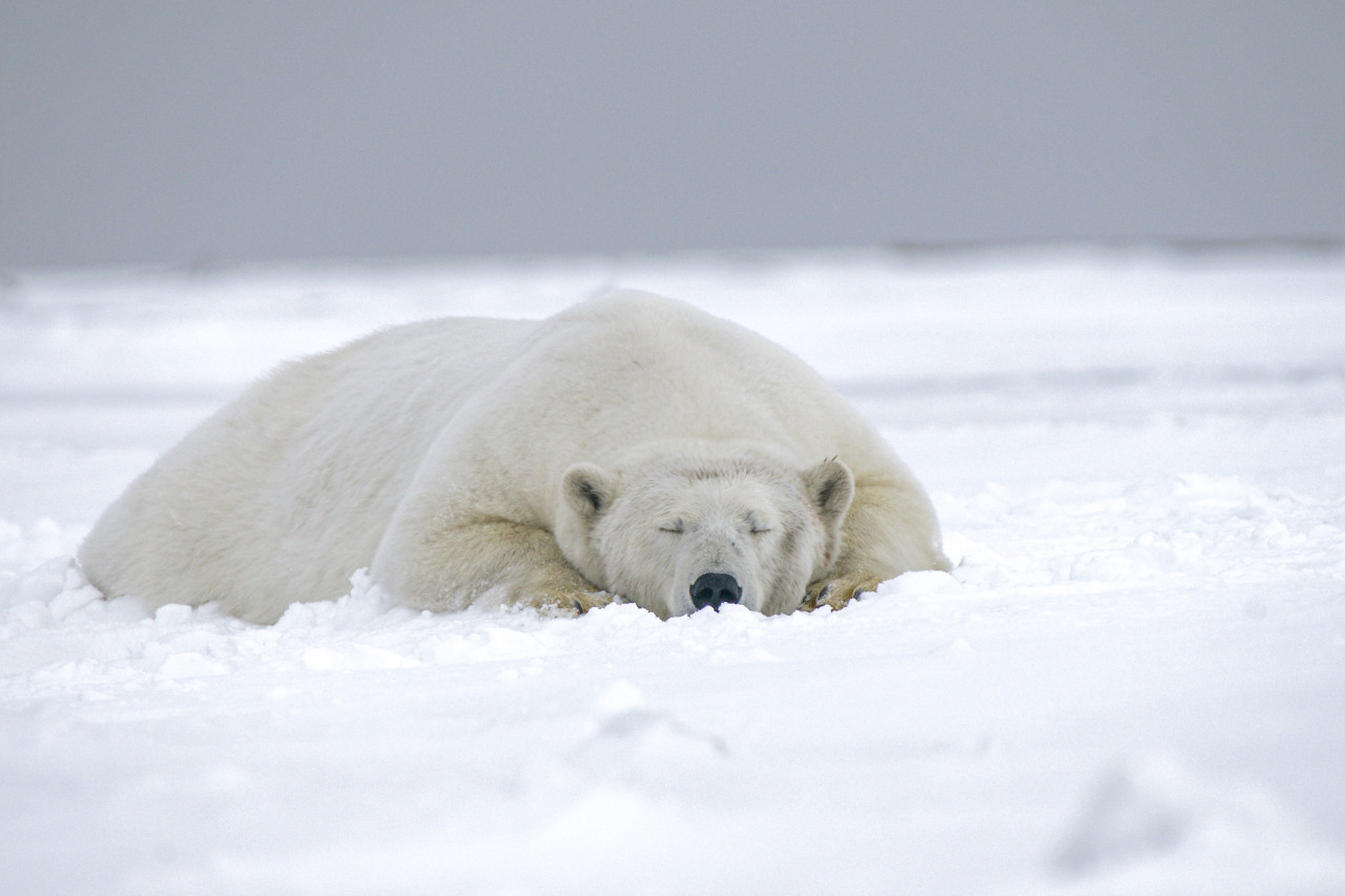 Oso polar. Foto: Unsplash