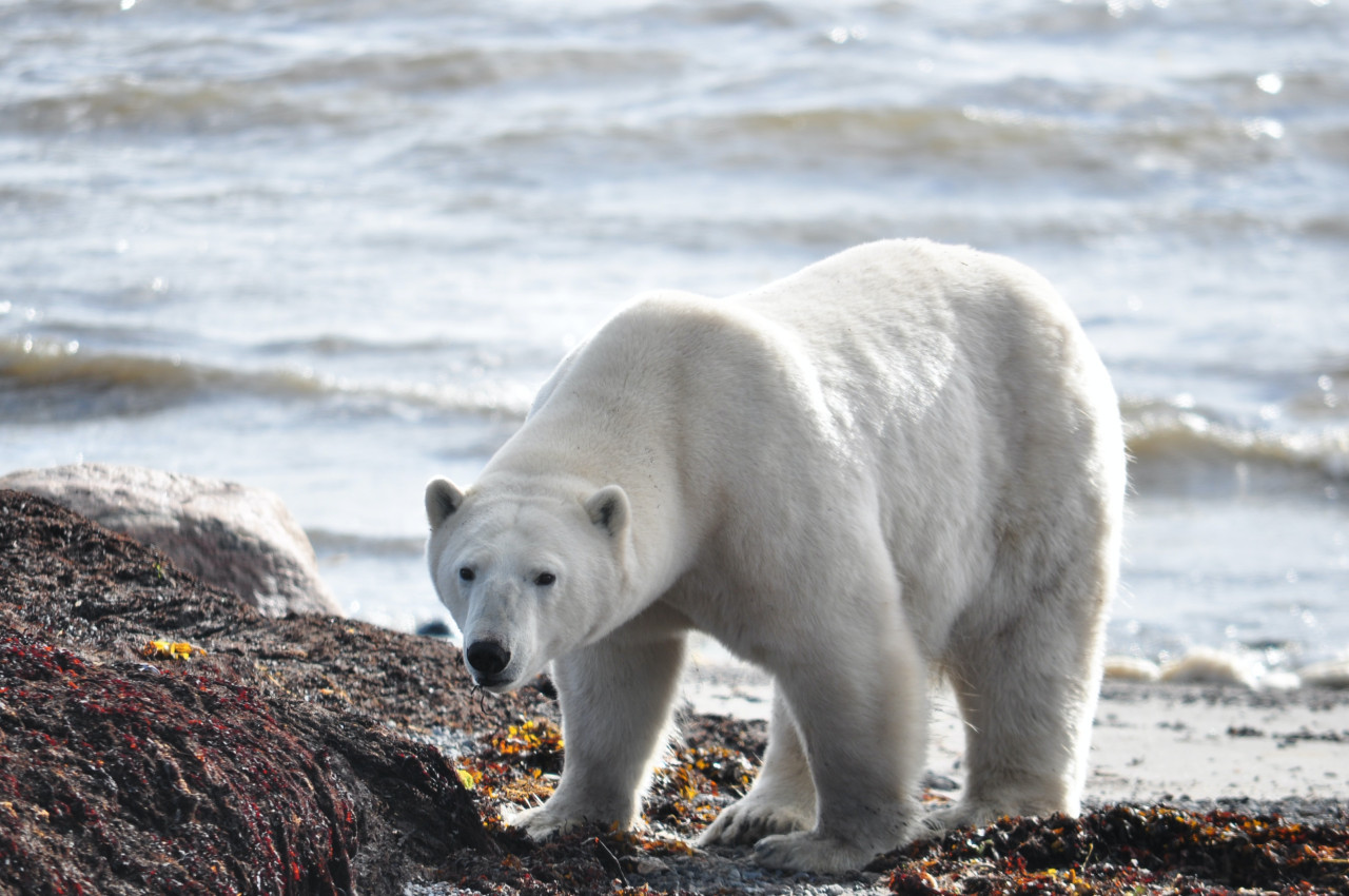 Oso polar. Foto: Unsplash