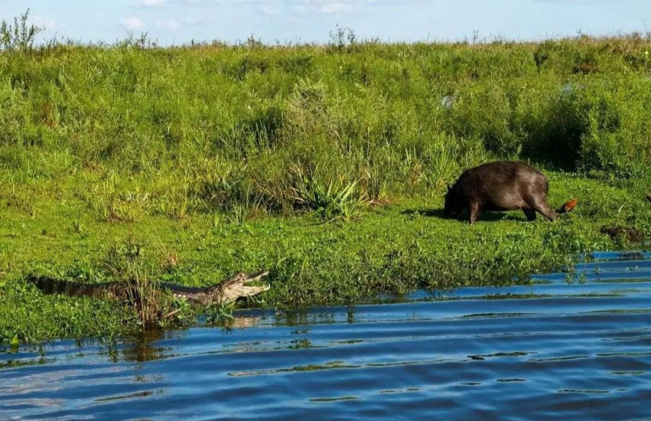 Los Esteros del Iberá en Corrientes. Foto: X