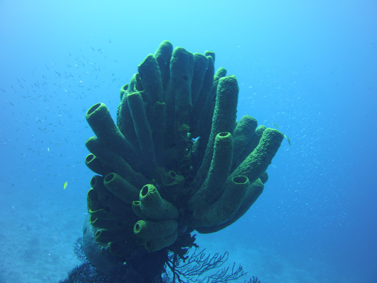 Esponjas. Foto: Unsplash.