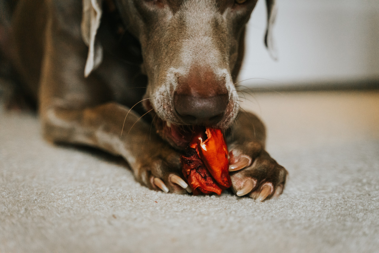 Perros, mascotas, animales, alimento. Foto: Unsplash