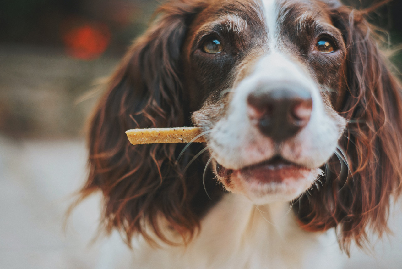 Perros, mascotas, animales, alimento. Foto: Unsplash