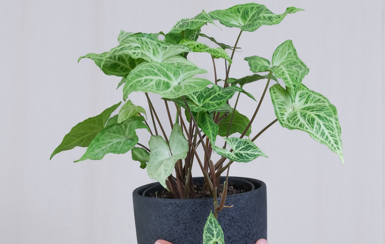 Syngonium podophyllum. Foto: Unsplash.