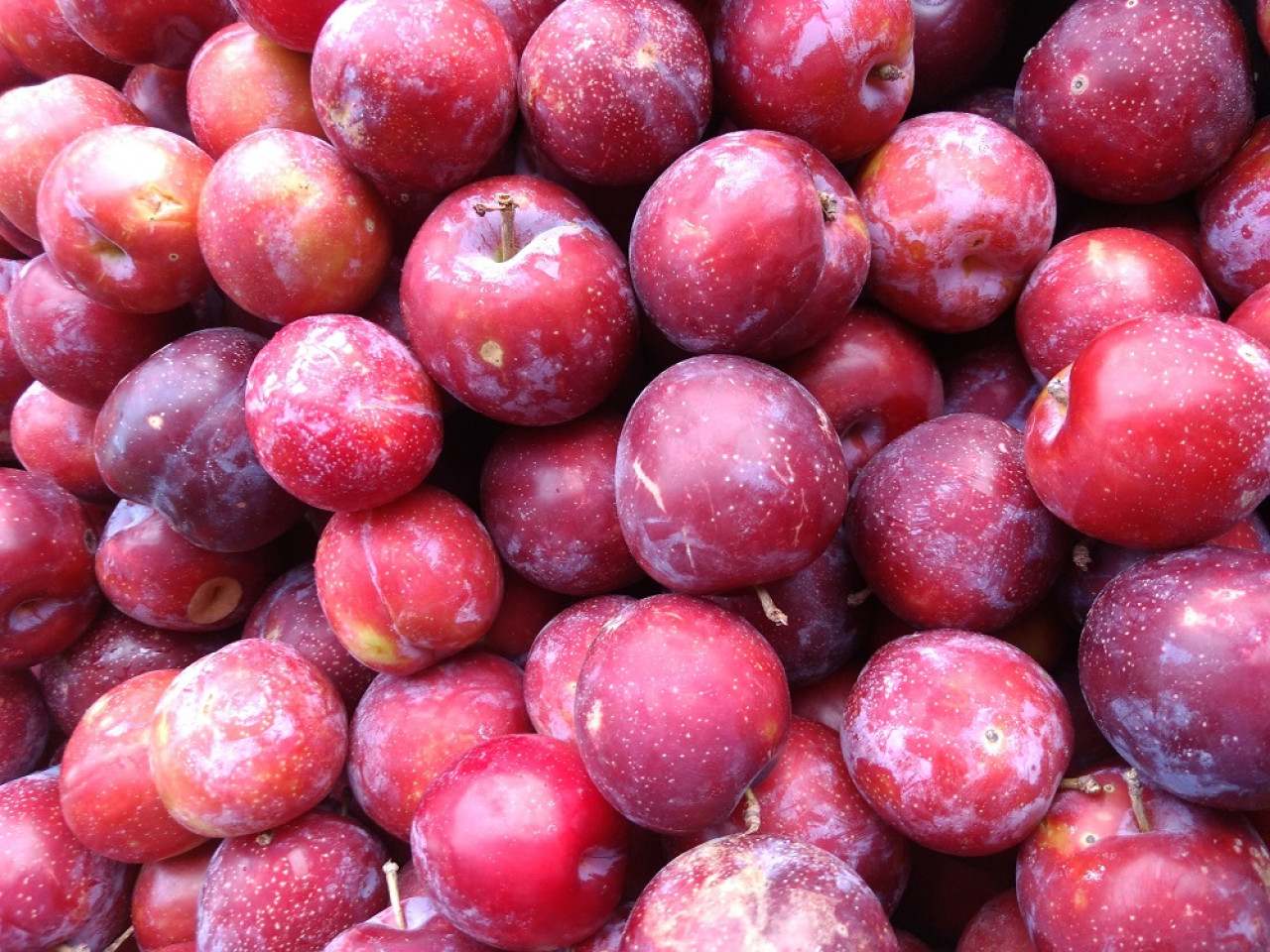 Ciruelas. Foto: Unsplash.