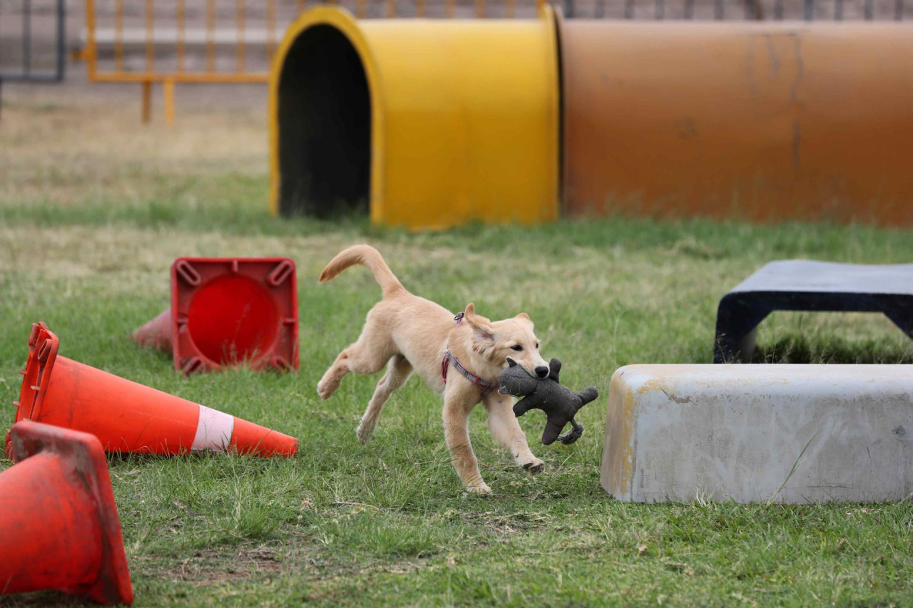 Los perros que salvarán a víctimas de un terremoto e inundaciones en Perú. Foto: EFE