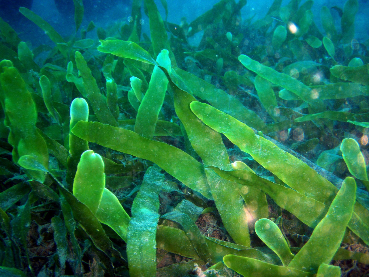 Fondo marino en el Mediterráneo. Foto: EFE