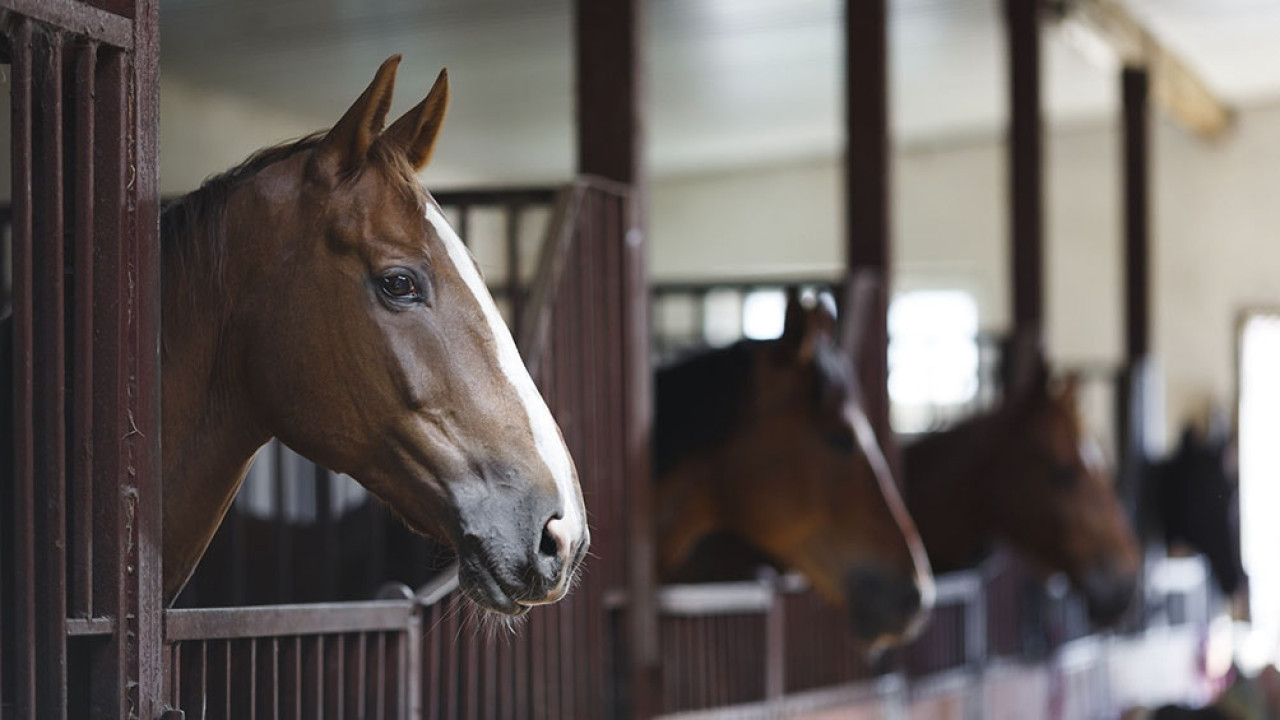 Encefalitis equina. Foto: Télam.