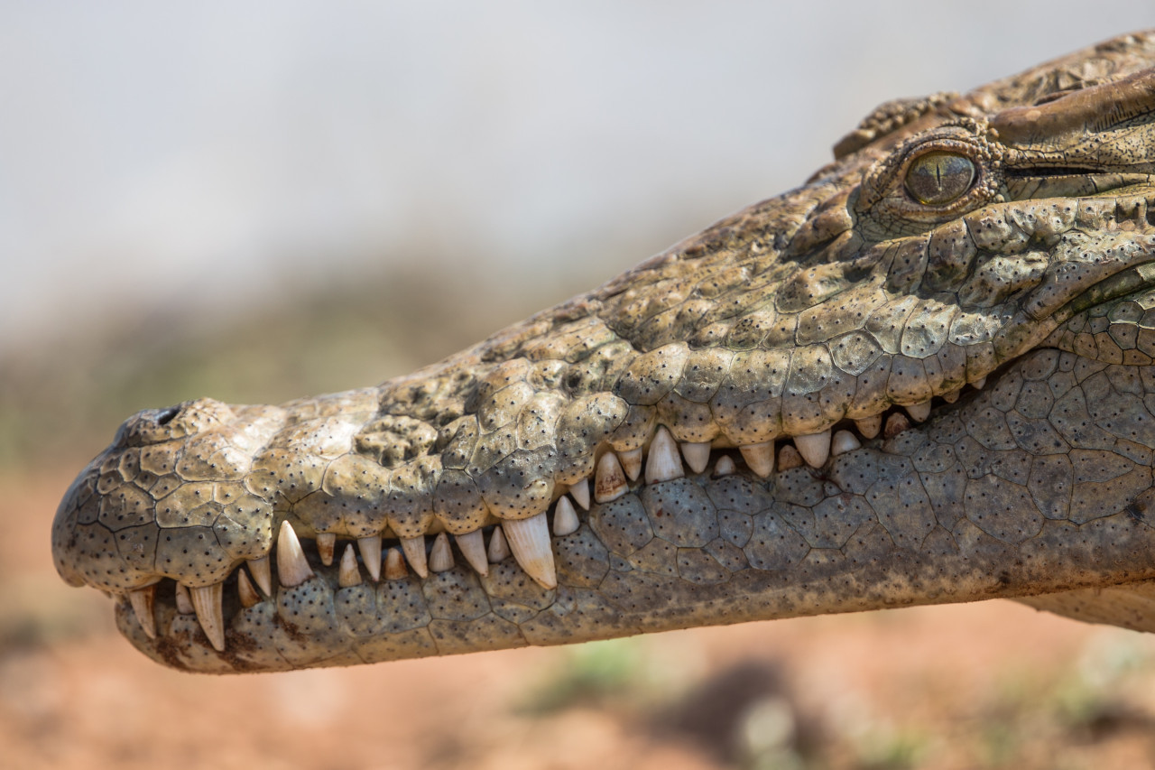 Reptil, cocodrilo, animales. Foto: Unsplash