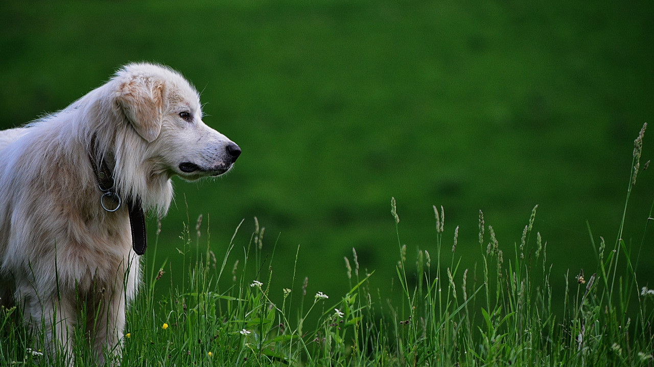 Perros. Foto: Unsplash