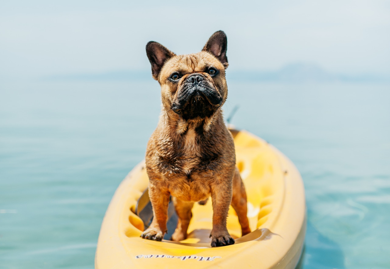 Perros. Foto: Unsplash