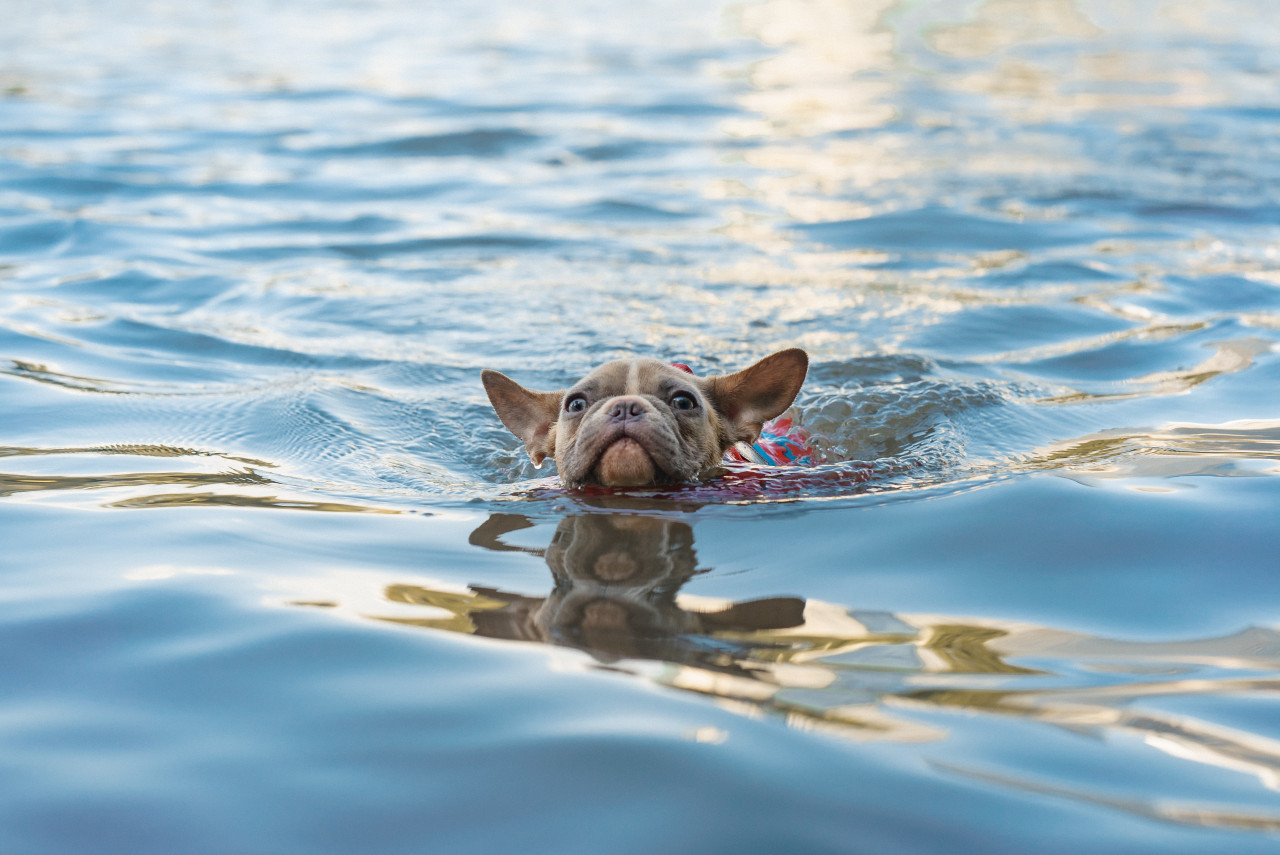 Perros. Foto: Unsplash