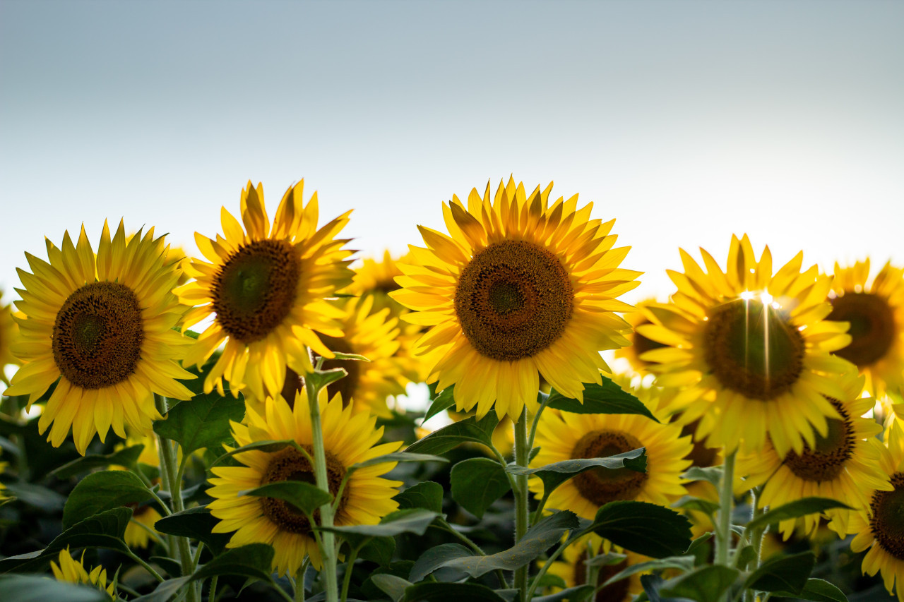 Girasoles, plantas, flores, naturaleza. Foto: Unsplash