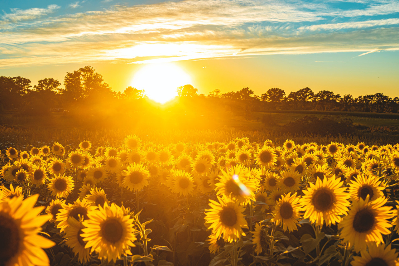 Girasoles, plantas, flores, naturaleza. Foto: Unsplash