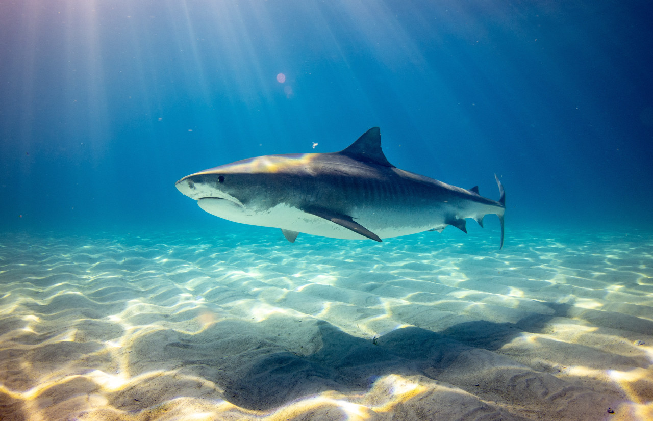 Tiburones. Foto: Unsplash