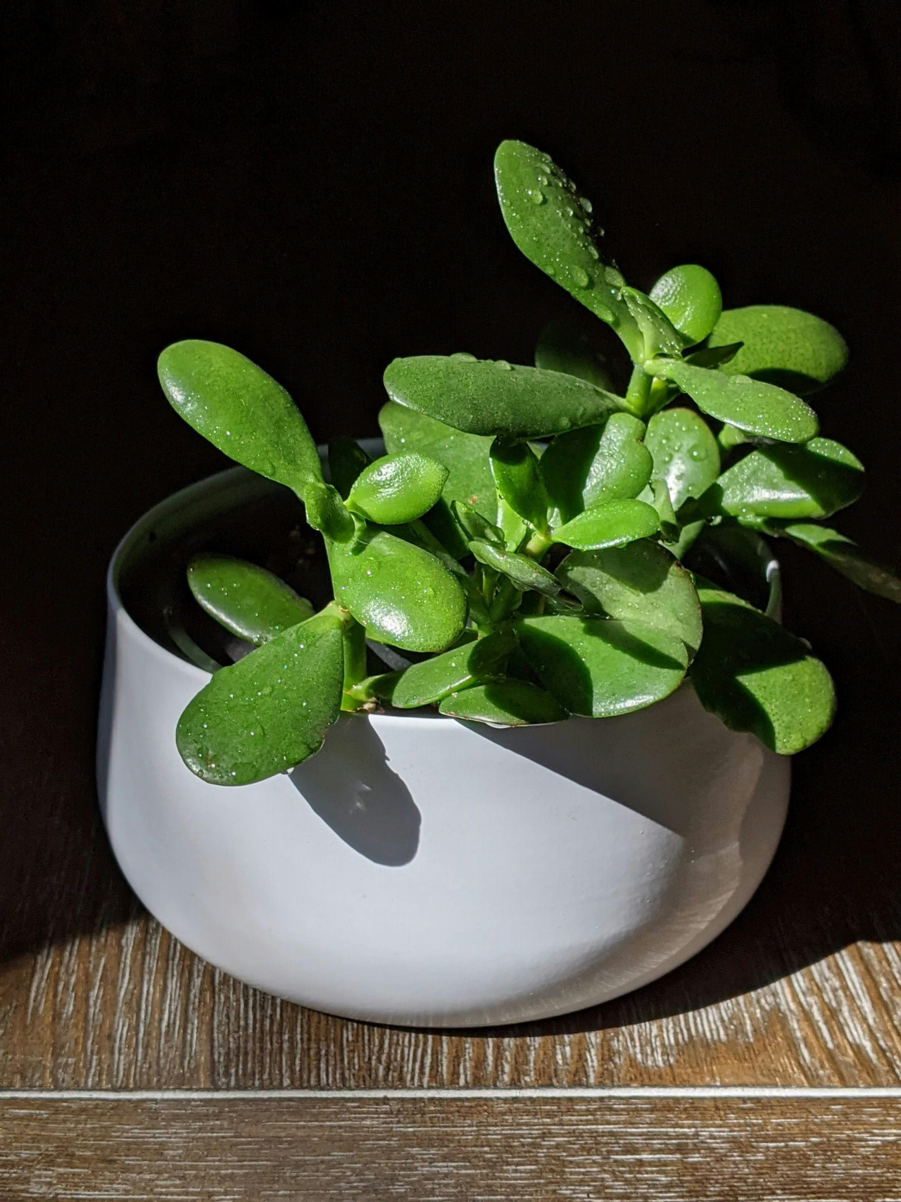 Planta de jade. Foto: Unsplash.