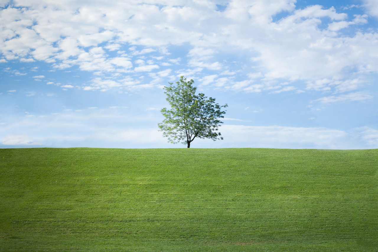 Árbol. Foto: Unsplash