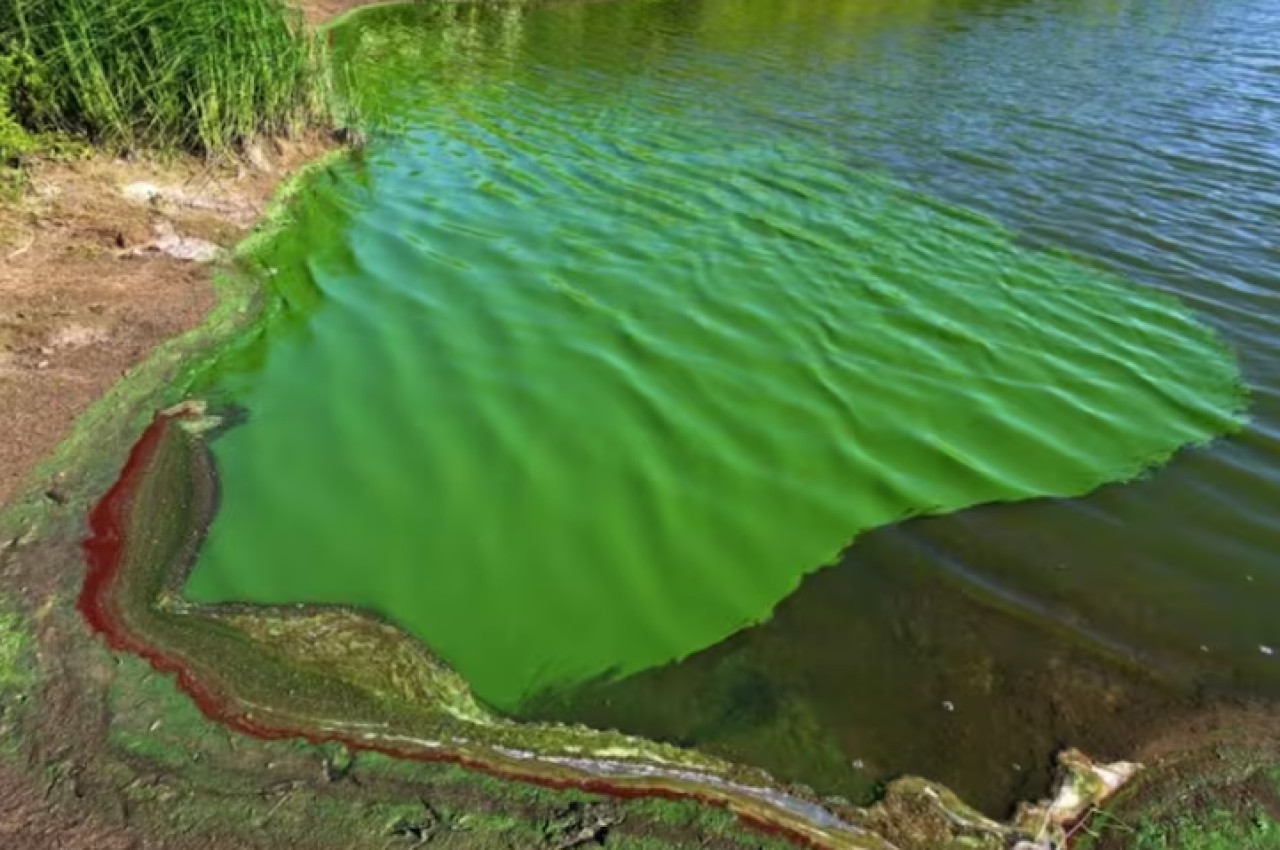 Algas en los lagos de Neuquén.