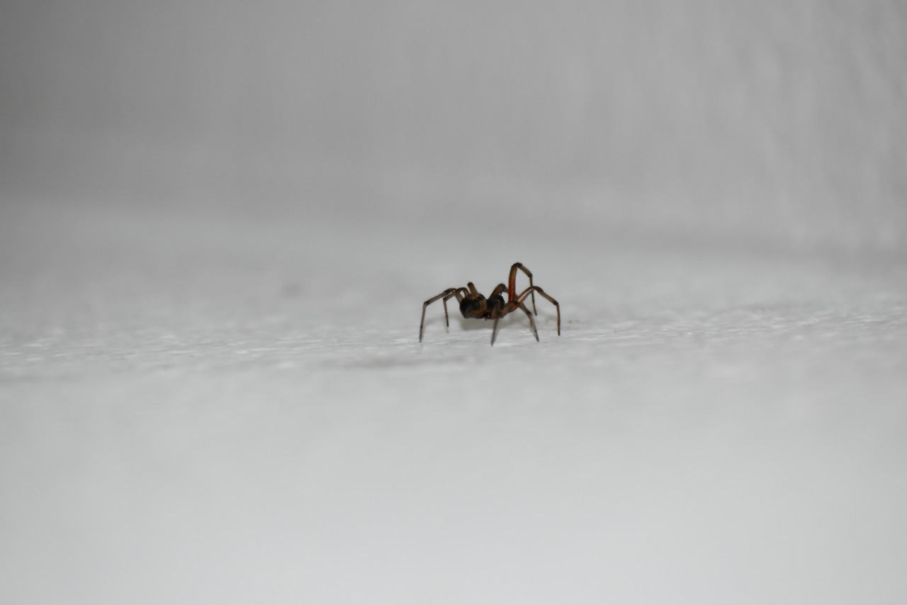 Araña. Foto: Unsplash