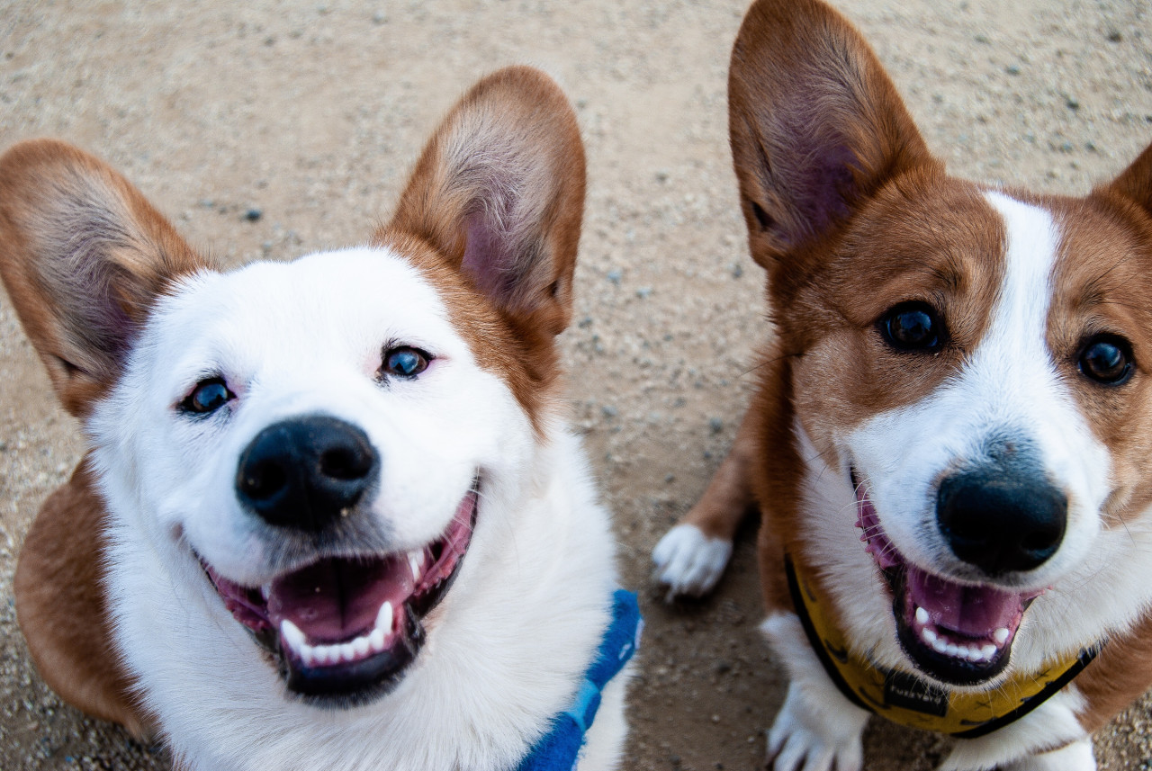 Perros. Foto Unsplash.