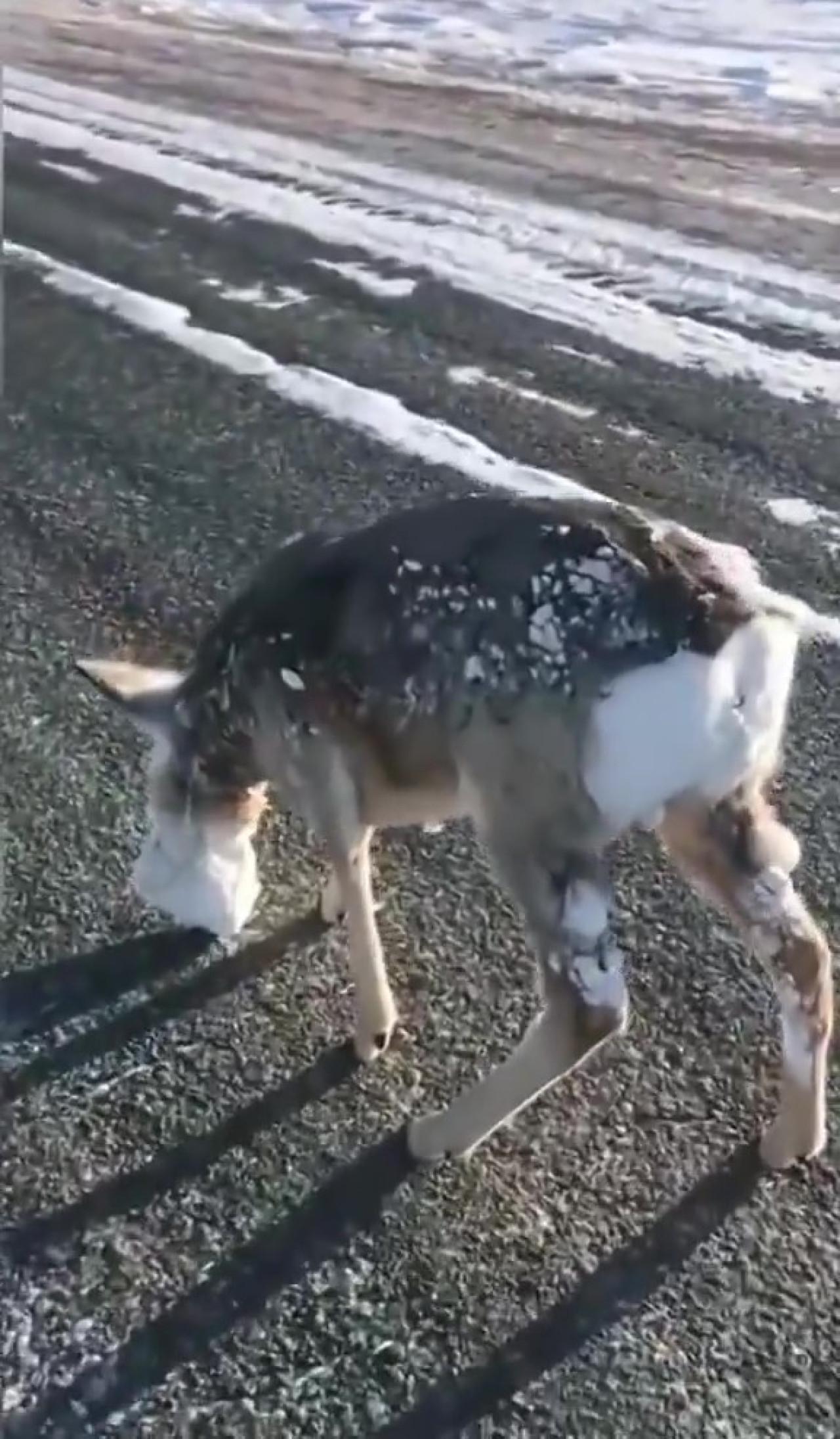 Animales cubiertos de nieve. Foto: Captura de pantalla.