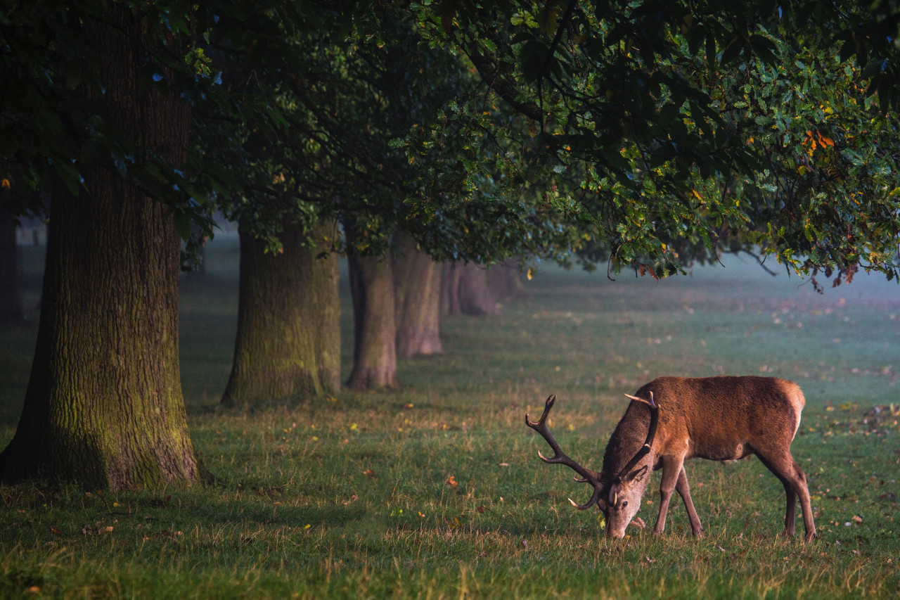 Ciervo, animales, naturaleza. Foto: Unsplash