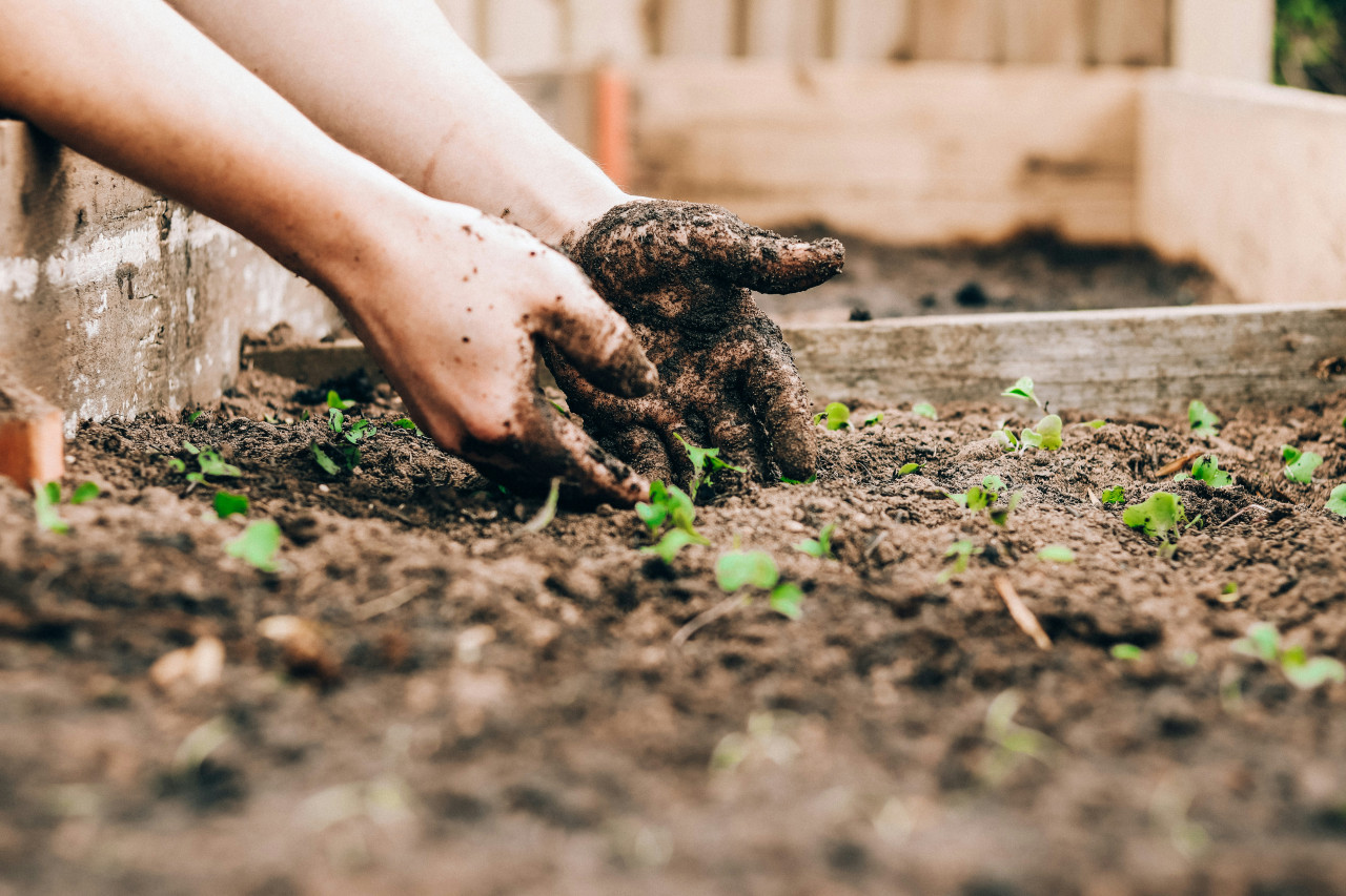 Plantas, compostaje, naturaleza. Foto: Unsplash