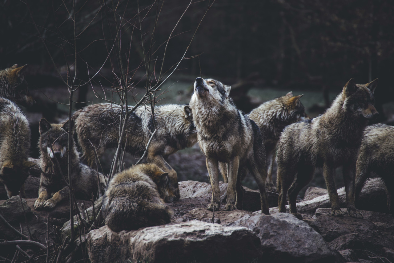 Lobos. Foto: Unsplash.