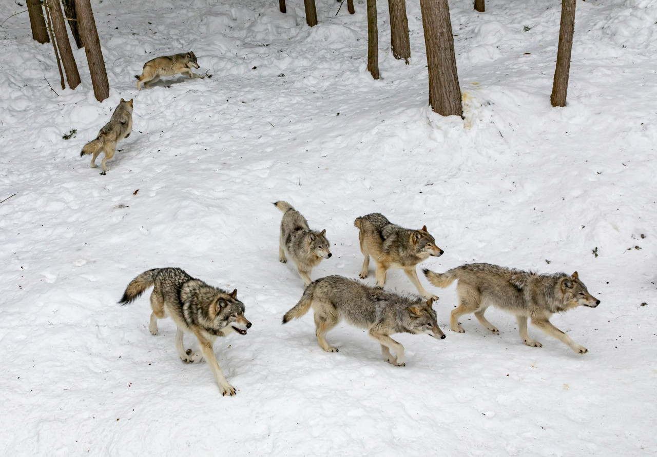 Lobos. Foto: Unsplash.