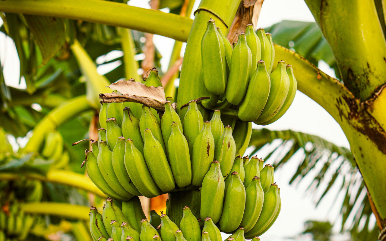 Banana. Foto: Unsplash.