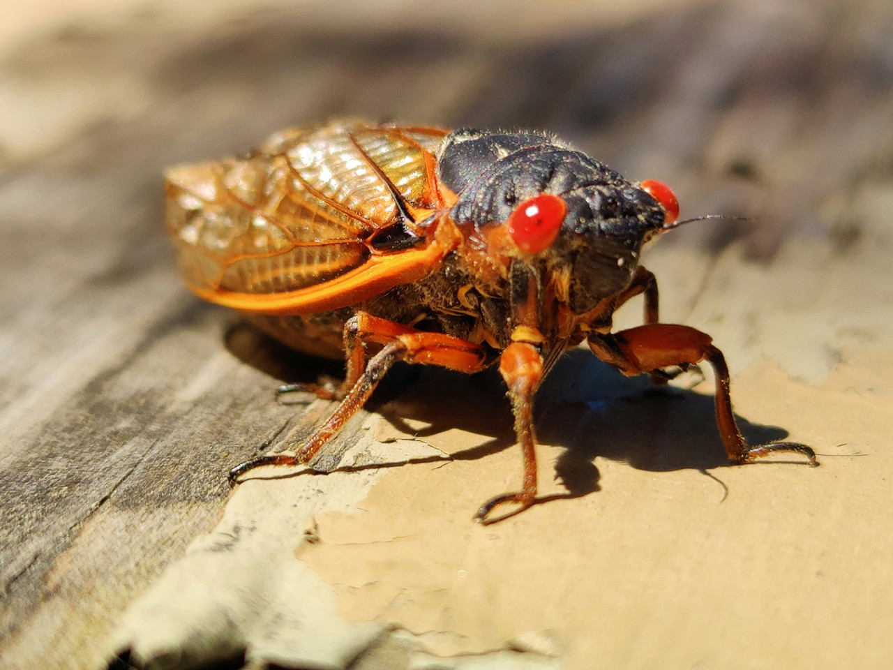 Cigarras. Foto: Unsplash.