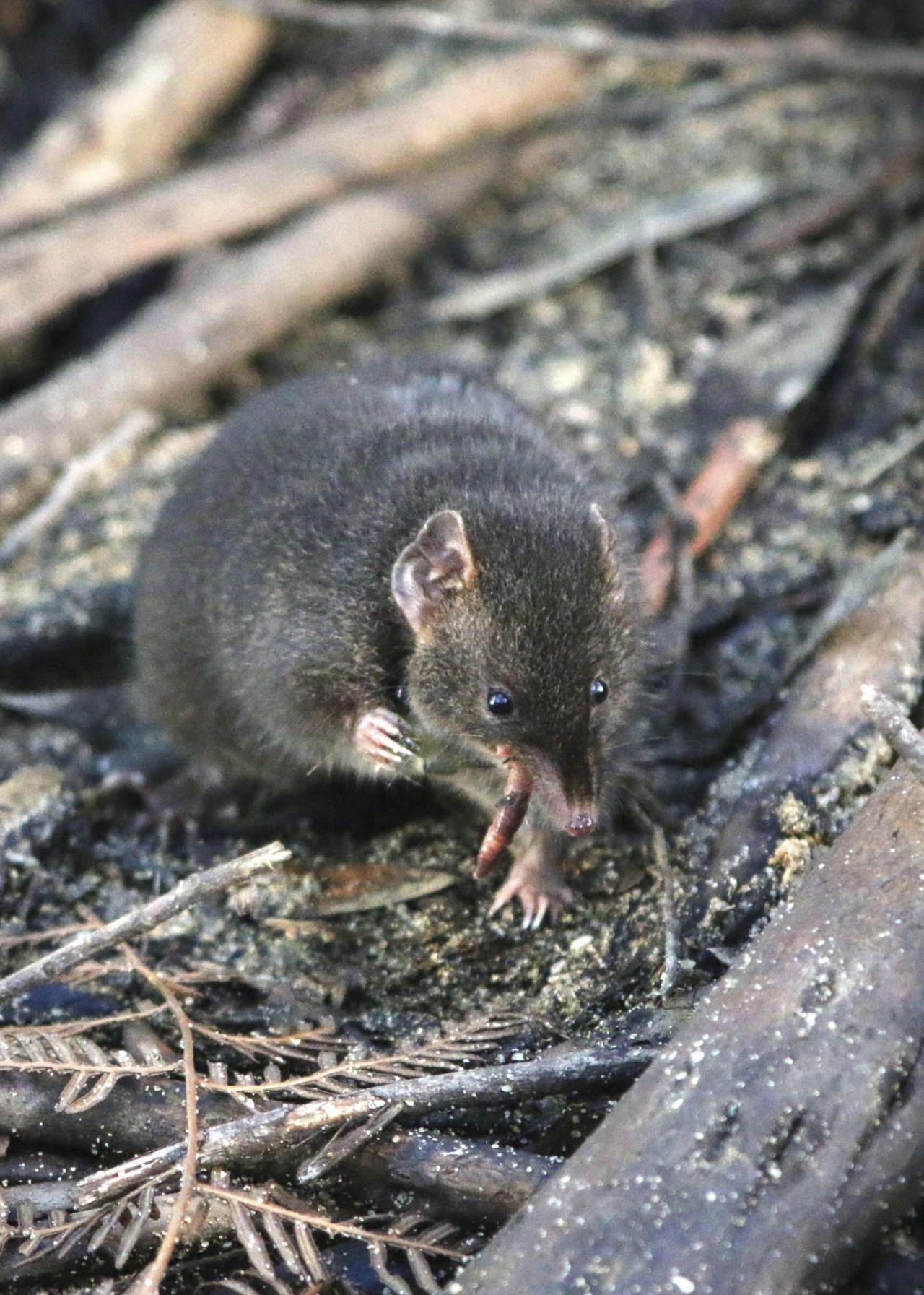 Un antechinus macho. Foto: EFE