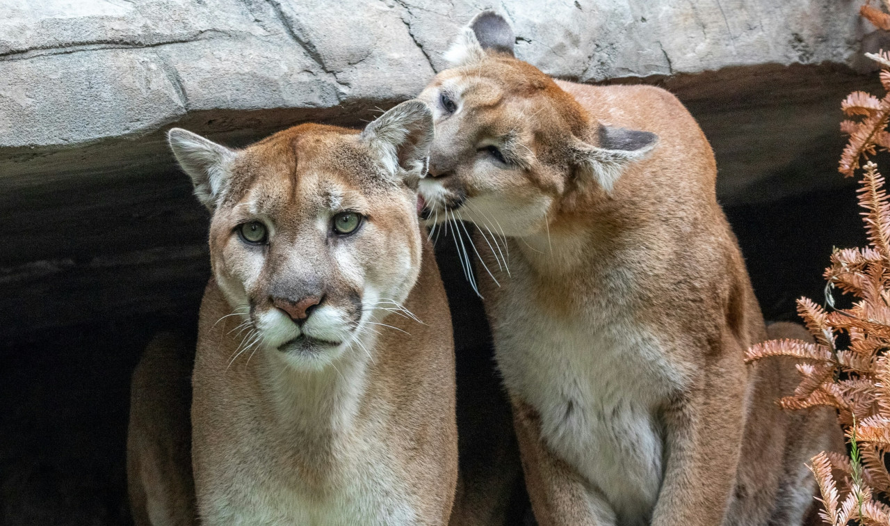 Puma. Foto Unsplash.