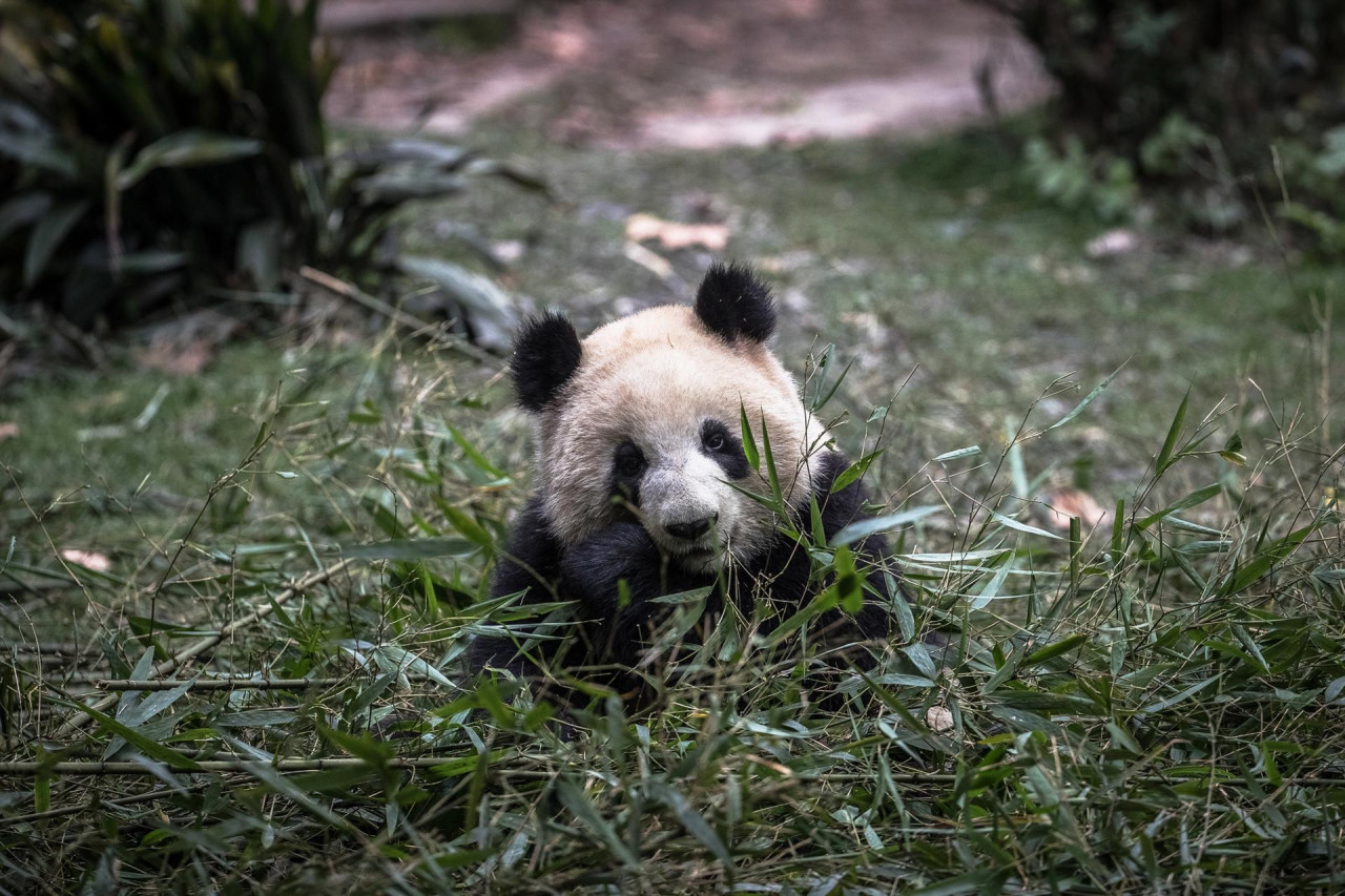 Oso panda. Foto: EFE.