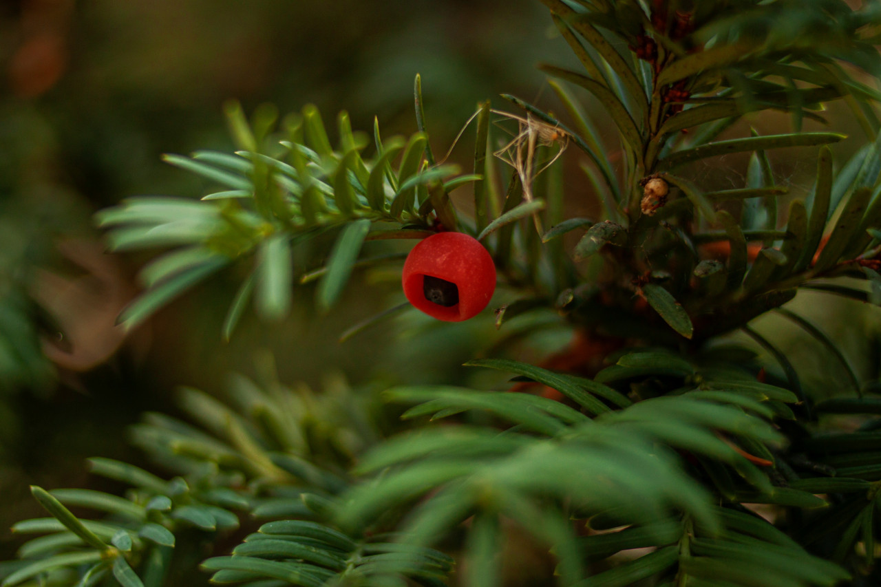 Árbol de tejo. Foto: Unsplash.