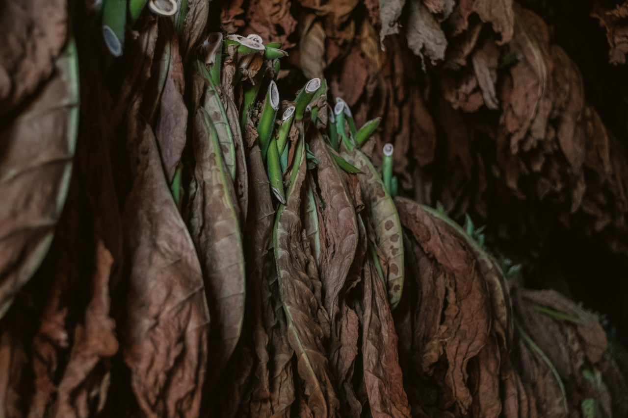 Hojas de tabaco. Foto: Unsplash.