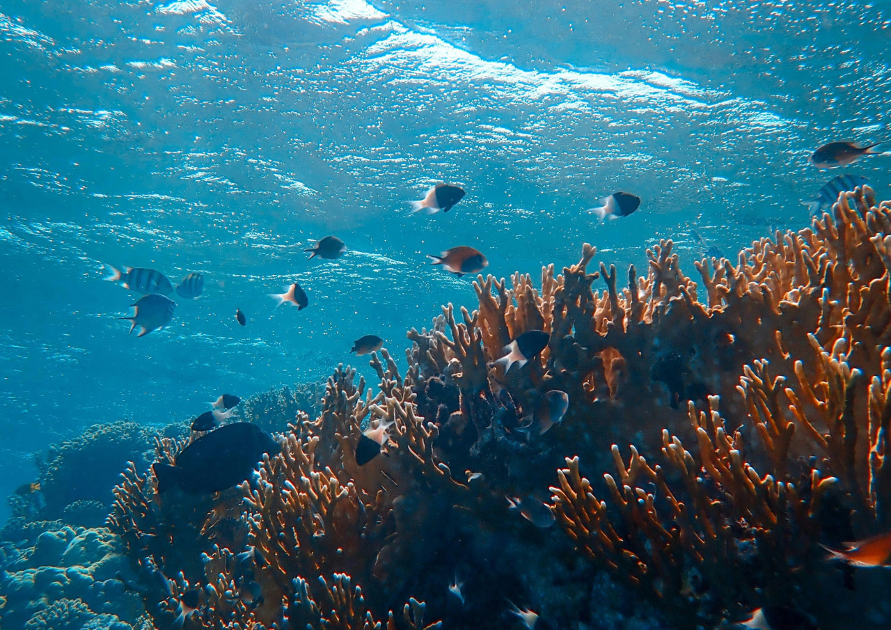 Océano, mar, agua. Foto: Unsplash