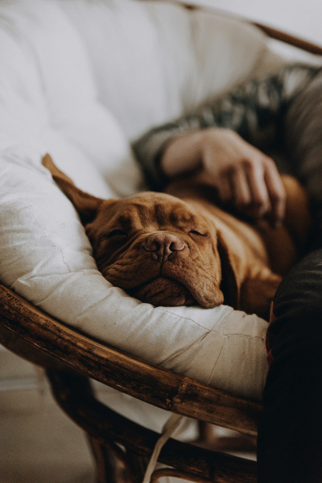 Perro. Foto Unsplash.