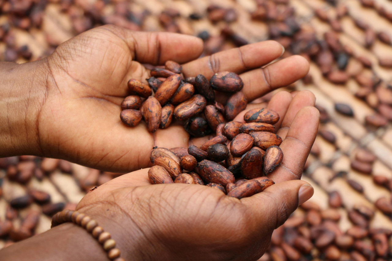 Granos de cacao. Foto: Unsplash