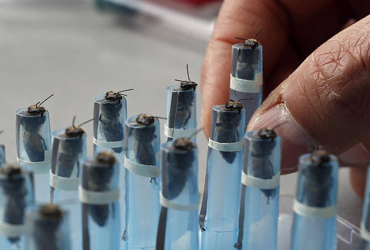 Investigación con abejas en Colombia. Foto: EFE.