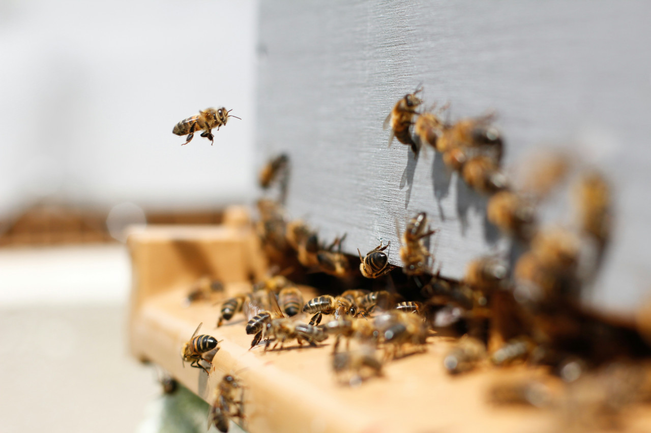 Abejas. Foto: Unsplash