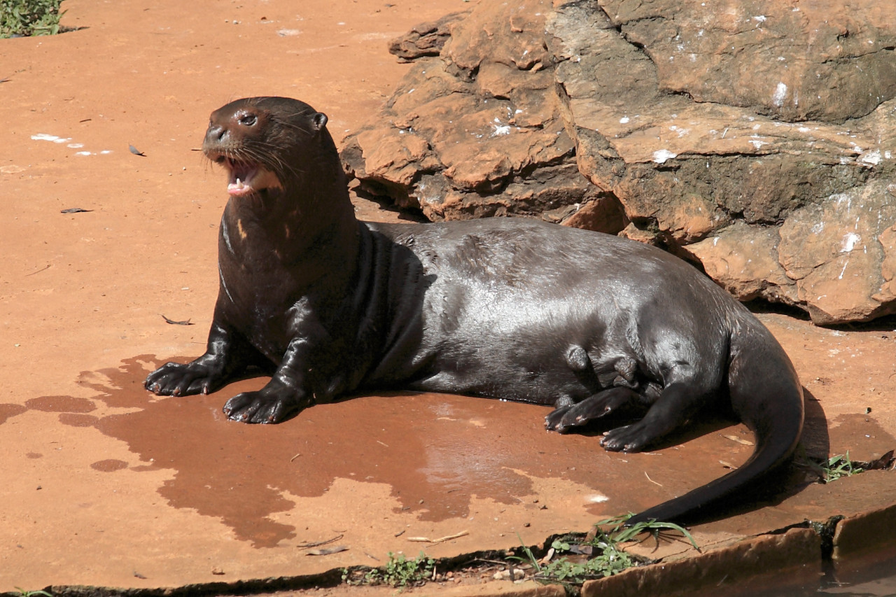 Nutria gigante. Foto: X