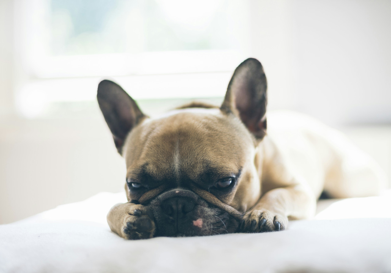 Perros, mascotas, animales. Foto: Unsplash