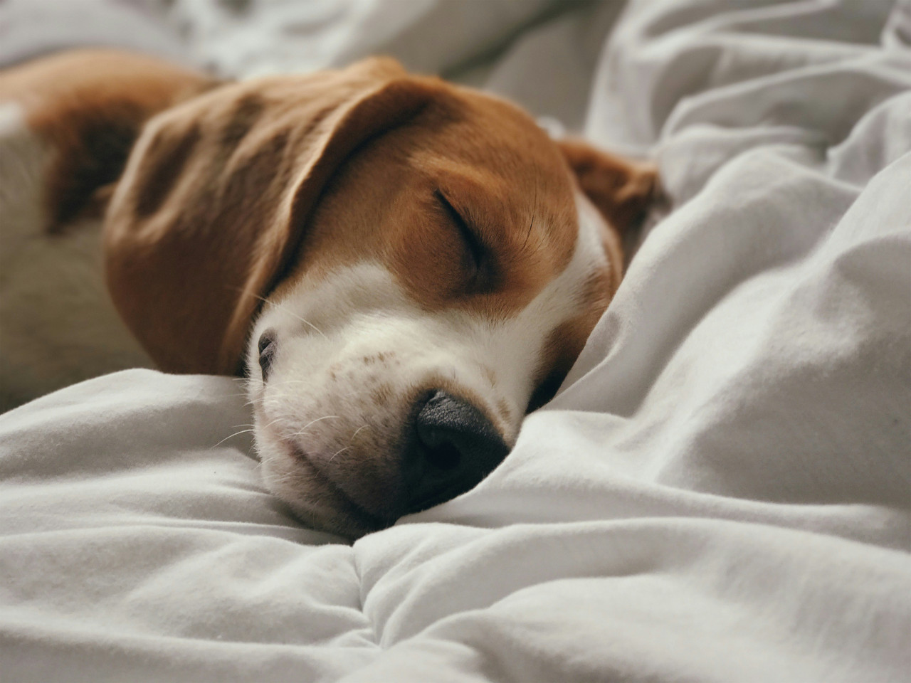 Perros, mascotas, animales. Foto: Unsplash