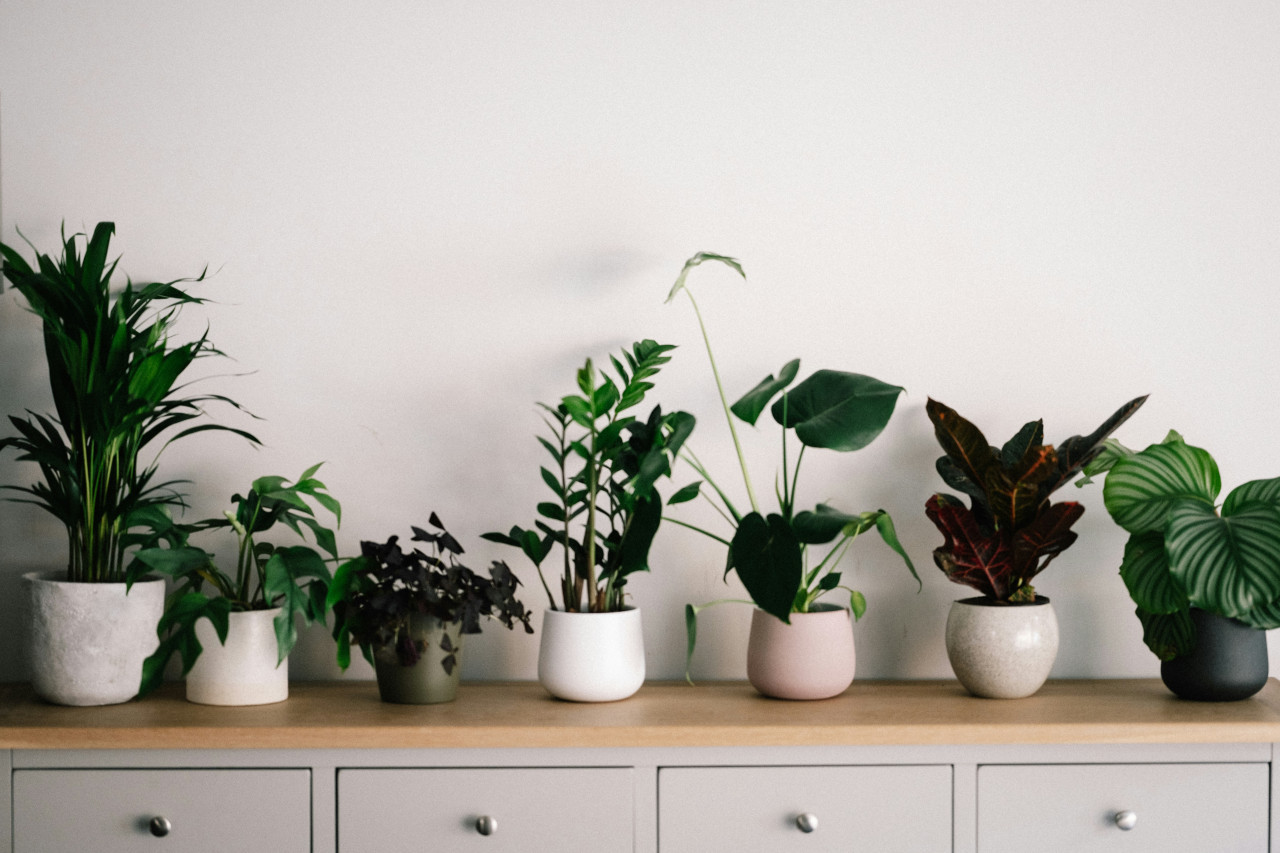 Plantas, naturaleza, decoración. Foto: Unsplash