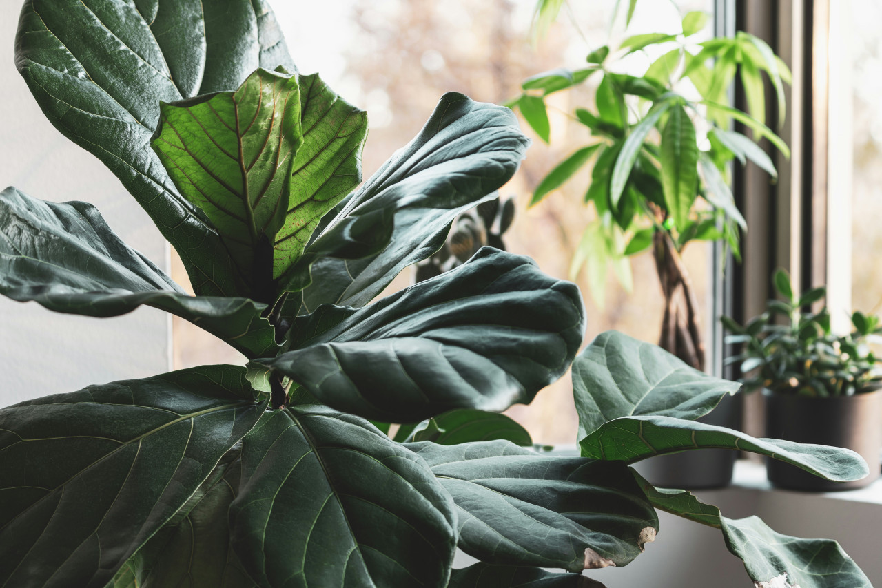 Plantas, naturaleza, decoración. Foto: Unsplash