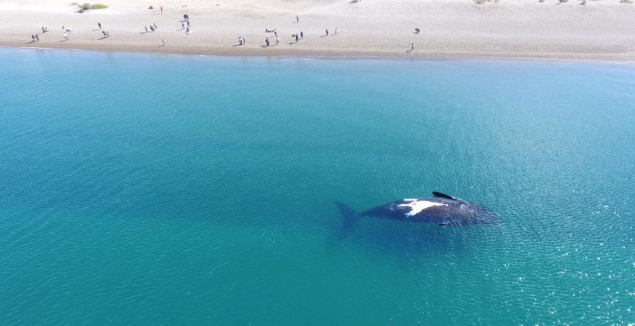 El Doradillo, Chubut. Foto: X